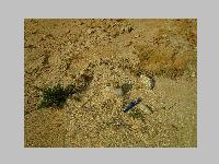 IMG_0542.JPG